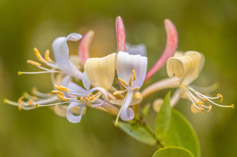 Honeysuckle