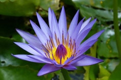 Water Lily